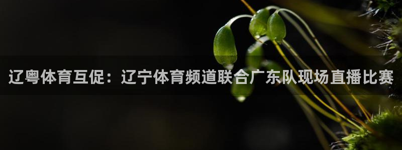 辽粤体育互促：辽宁体育频道联合广东队现场直播比赛