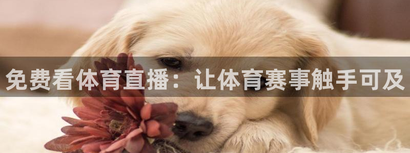 免费看体育直播：让体育赛事触手可及