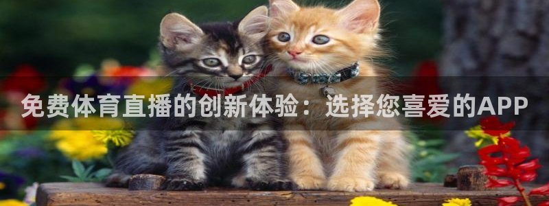 免费体育直播的创新体验：选择您喜爱的APP