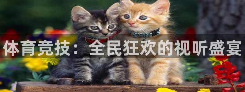 体育竞技：全民狂欢的视听盛宴