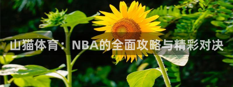 山猫体育：NBA的全面攻略与精彩对决